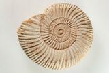3.7" Jurassic Ammonite (Perisphinctes) Fossil - Madagascar - #203942-1